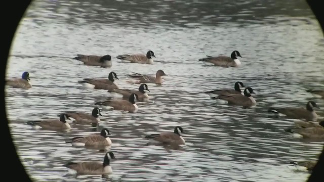 Тундрын буурал галуу - ML282032451