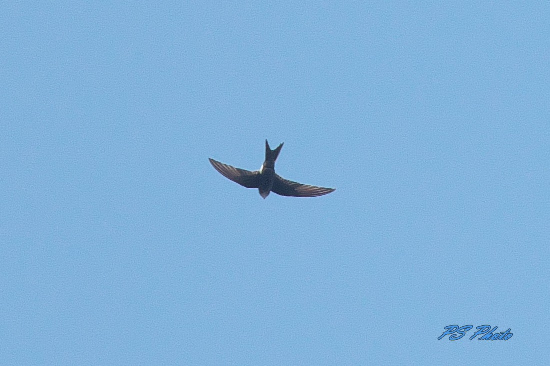 Pacific Swift - Pary  Sivaraman