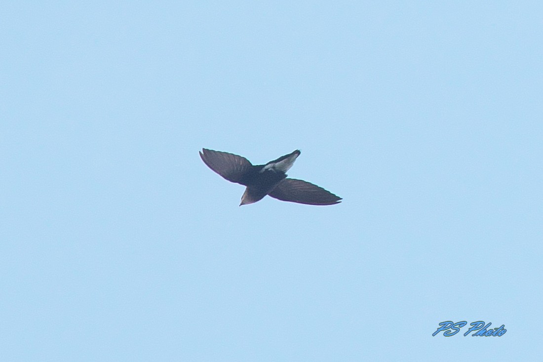 Silver-backed Needletail - ML282032711