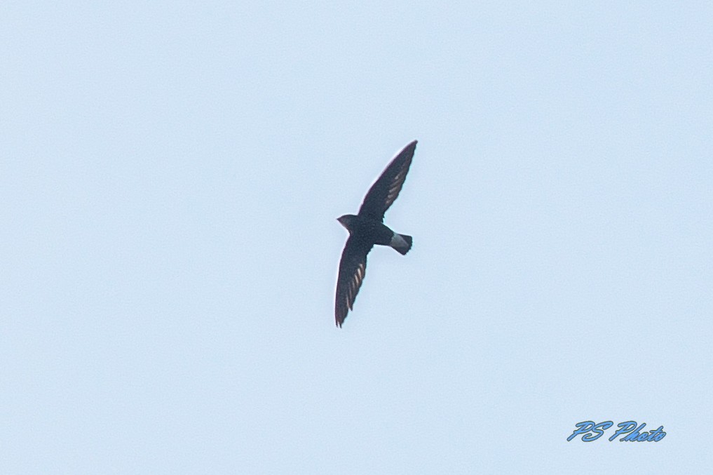 Silver-backed Needletail - ML282032721