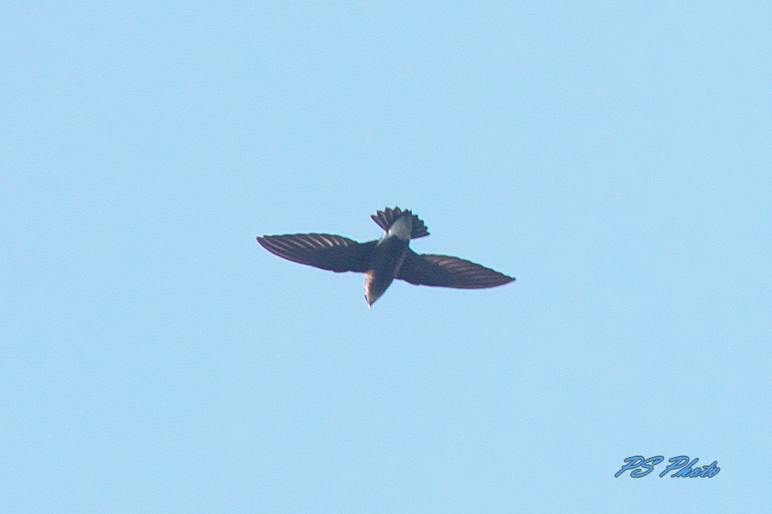 Silver-backed Needletail - ML282032731