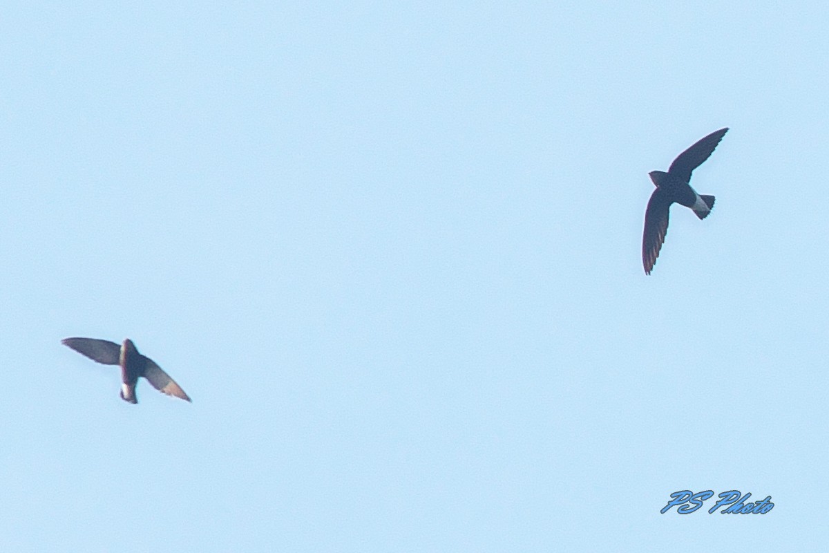 Silver-backed Needletail - Pary  Sivaraman