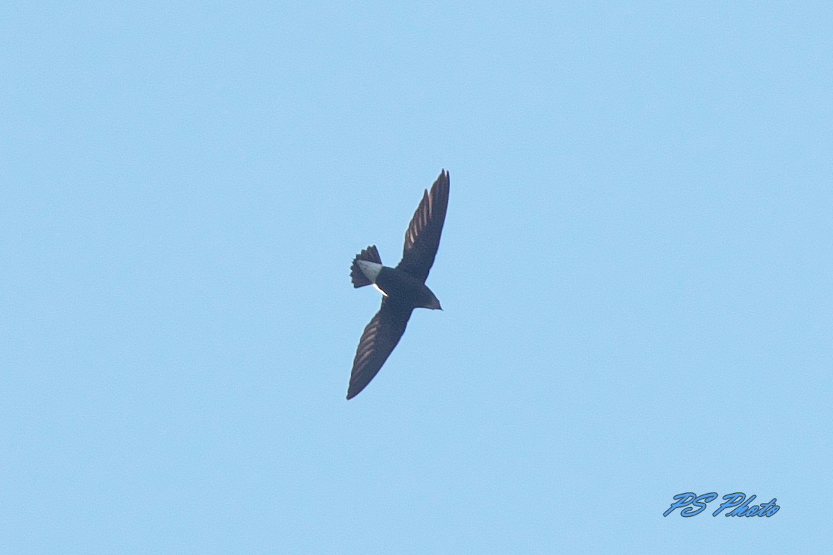 Silver-backed Needletail - ML282032761