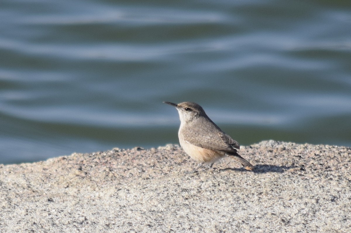 Rock Wren - ML282032851