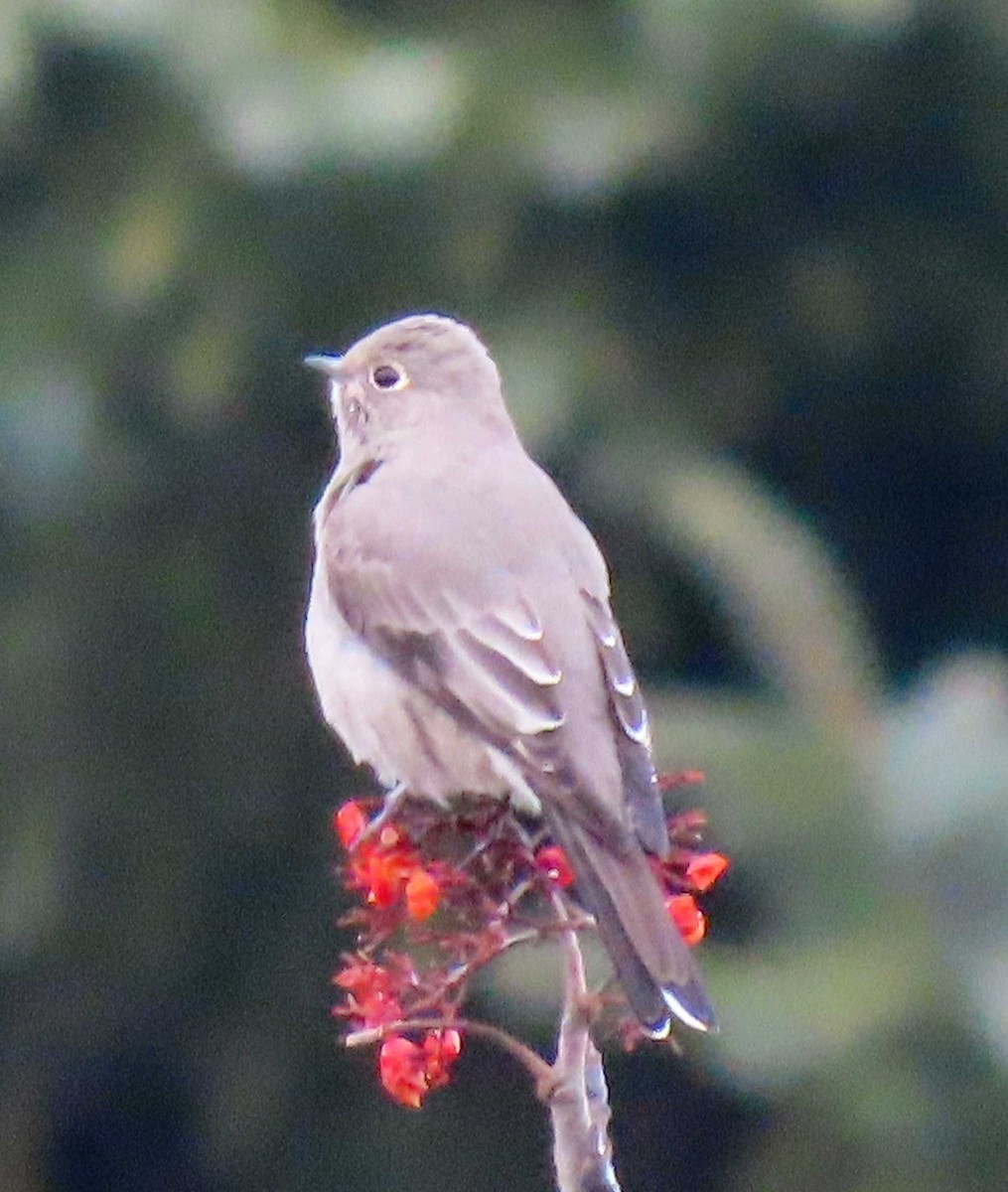 Townsend's Solitaire - ML282032881