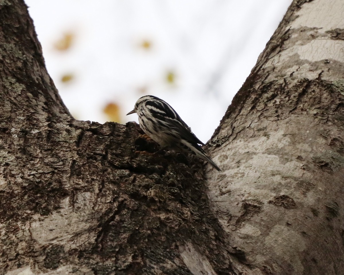 Black-and-white Warbler - ML282033631