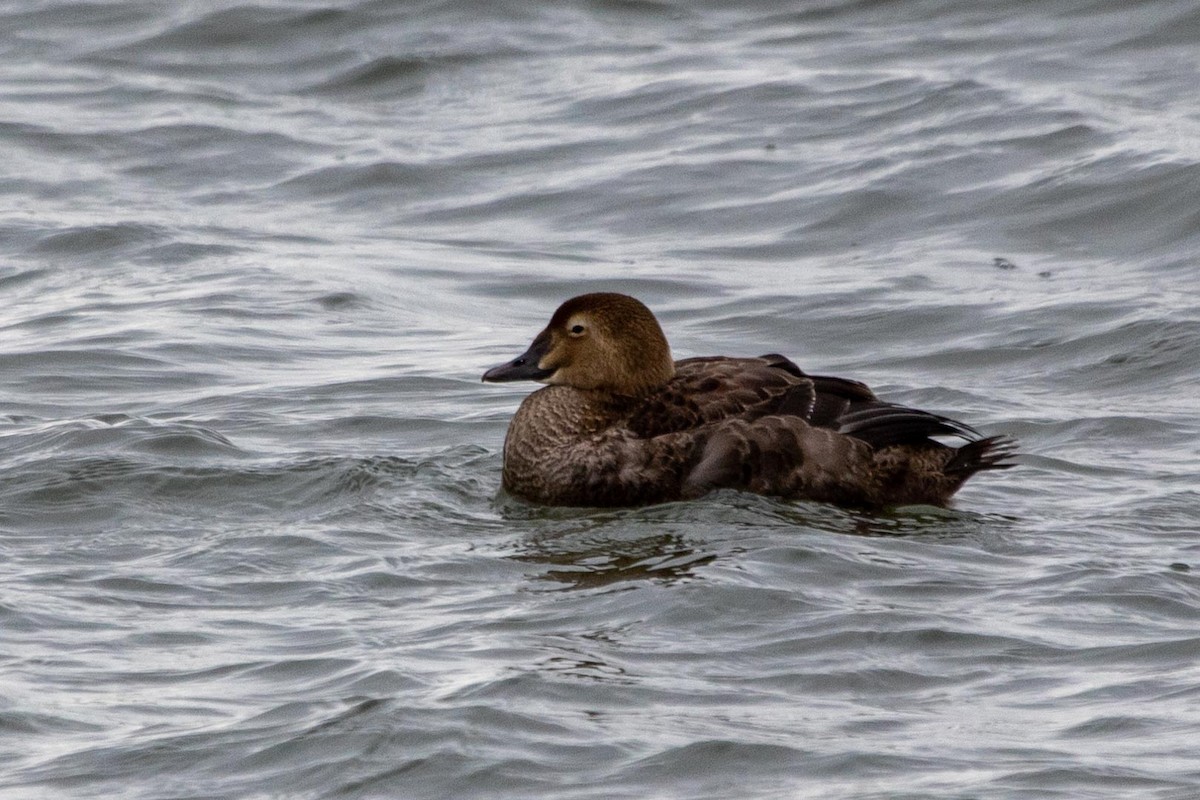 King Eider - ML282033941