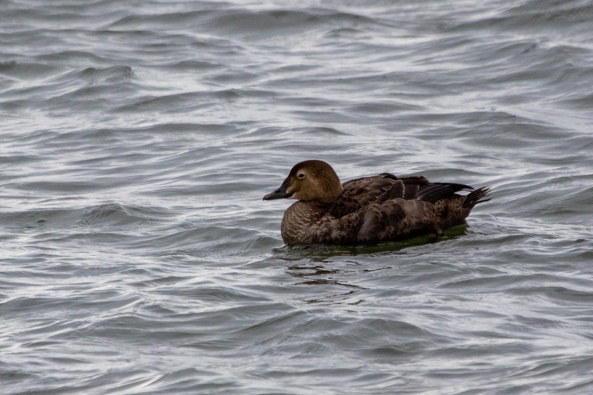 King Eider - ML282033971