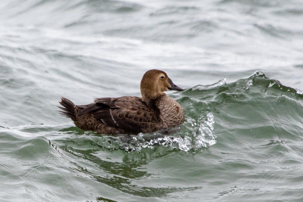 King Eider - ML282033981