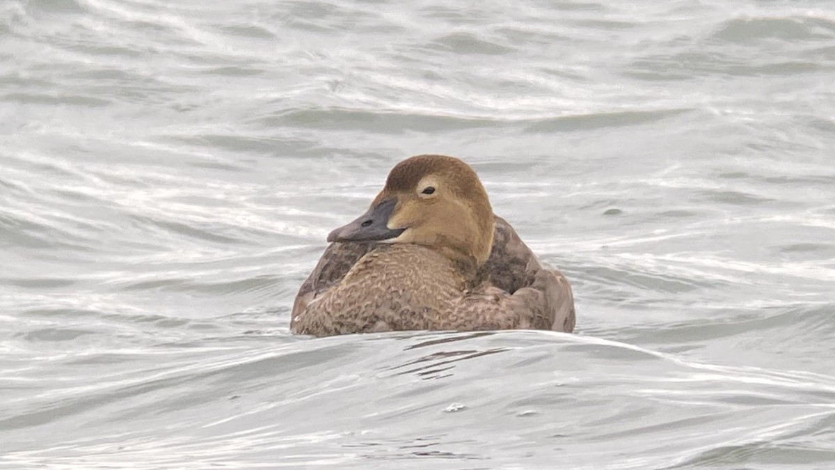 King Eider - ML282033991