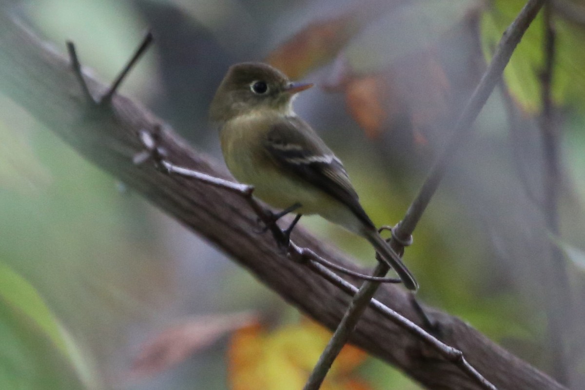 Western Flycatcher (Pacific-slope) - ML282034781