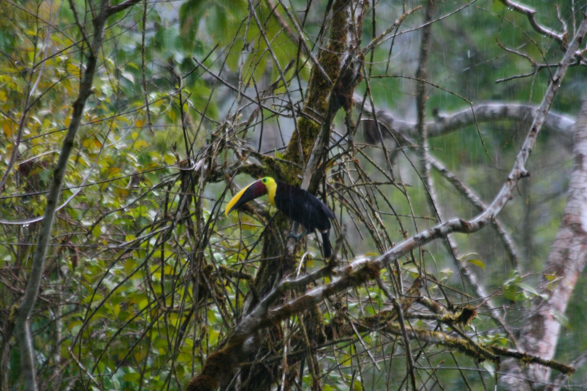 Yellow-throated Toucan - ML282035541