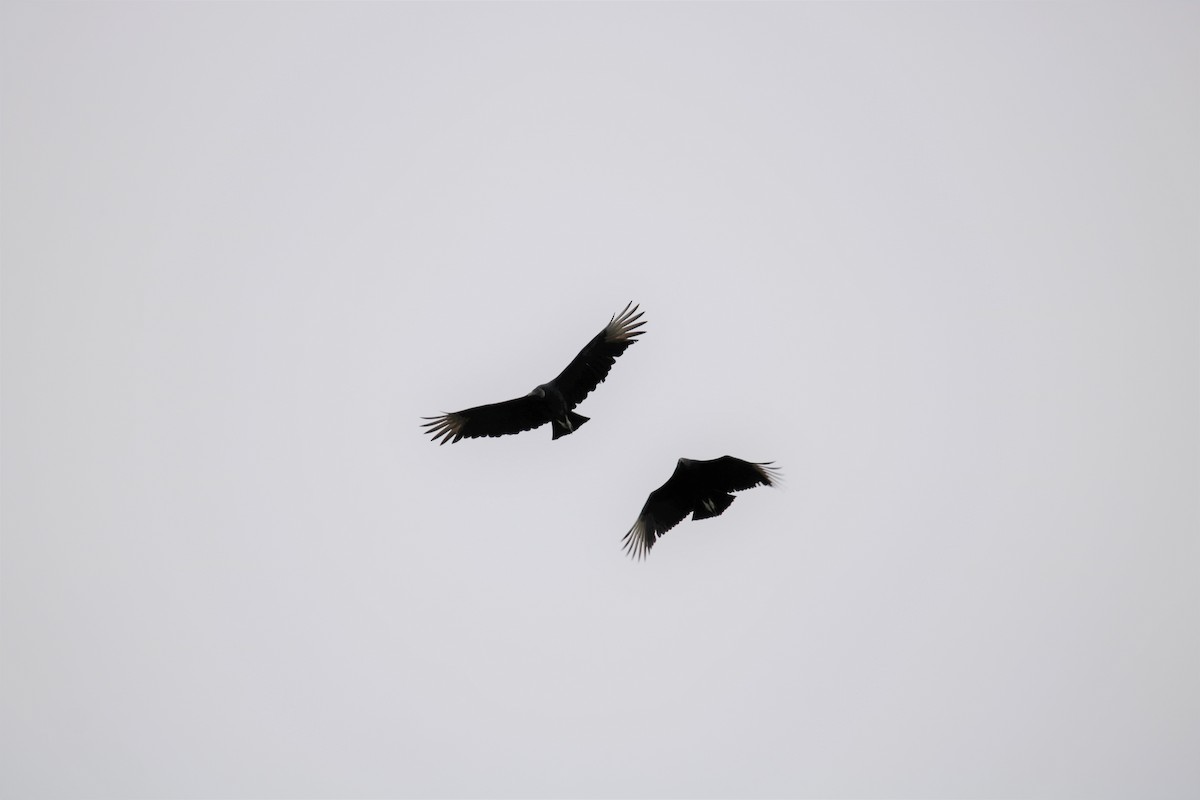 Black Vulture - ML282035871