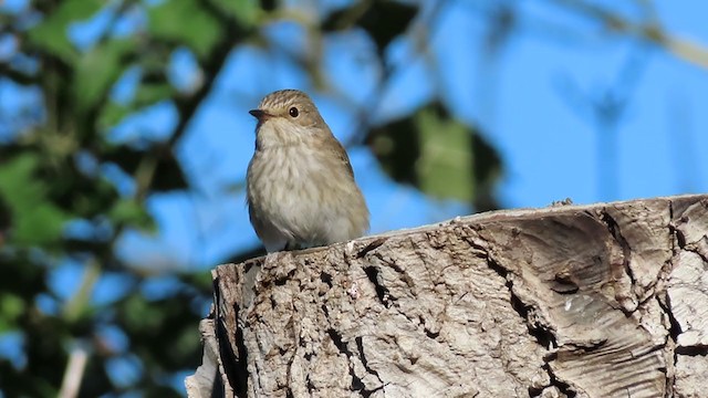 Spotted Flycatcher (Spotted) - ML282036851