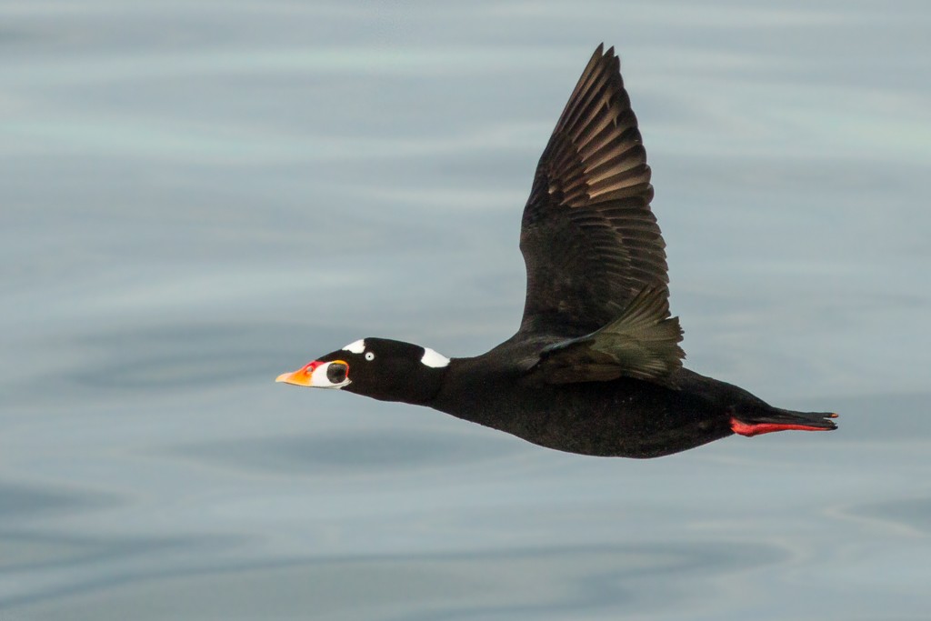 Surf Scoter - Ilya Povalyaev