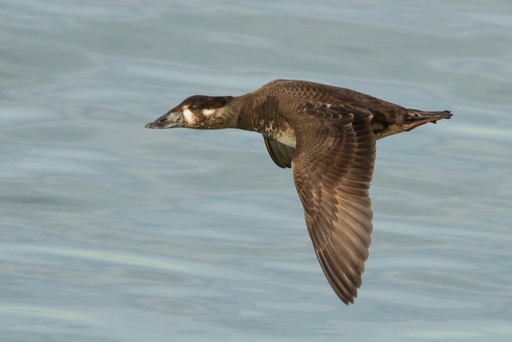 Surf Scoter - ML282037961