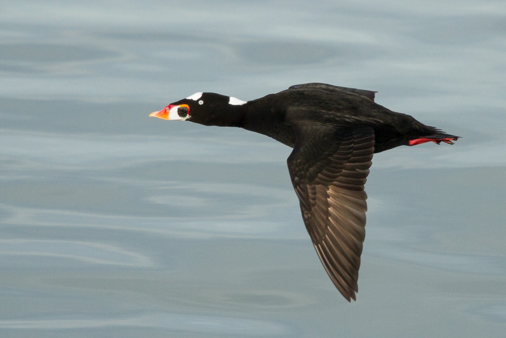 Surf Scoter - Ilya Povalyaev