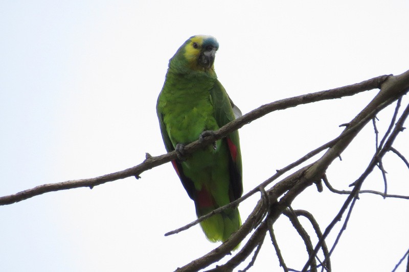 Turquoise-fronted Parrot - ML282038251