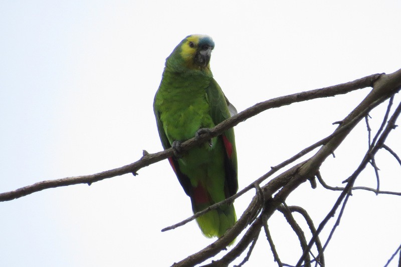 Amazone à front bleu - ML282038251