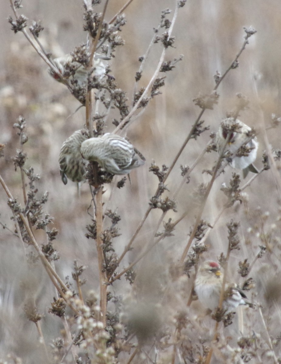 Common Redpoll (flammea) - ML282038751