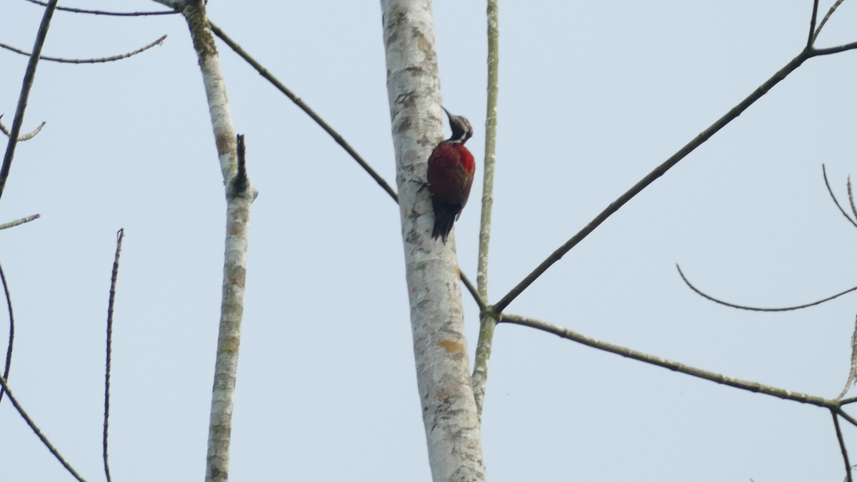 Red-backed Flameback - ML282038791