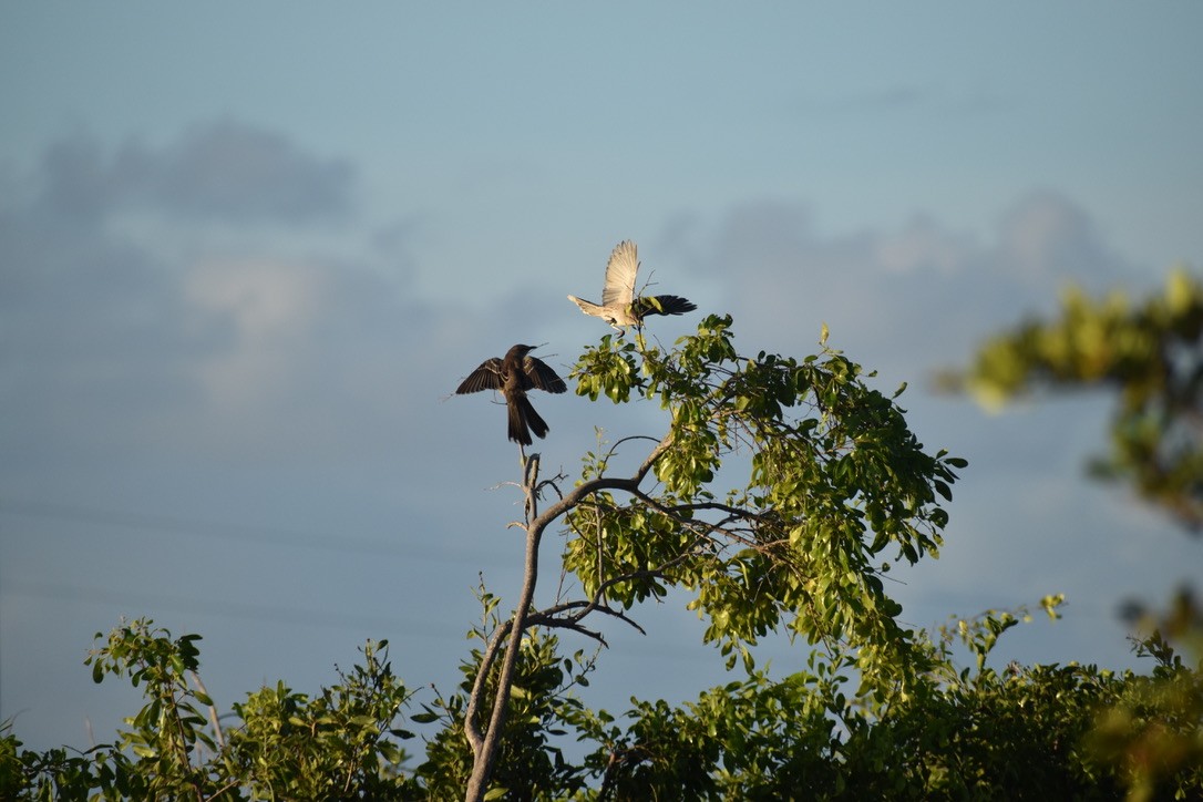 Sinsonte de Bahamas - ML282042551