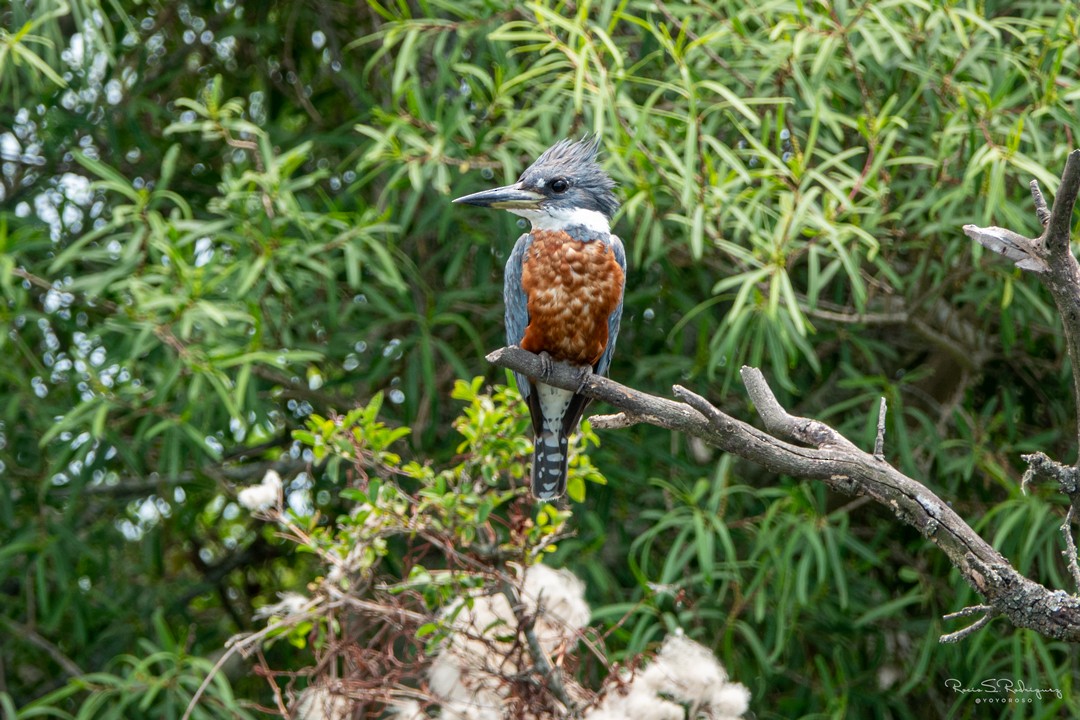 Ringed Kingfisher - ML282042561