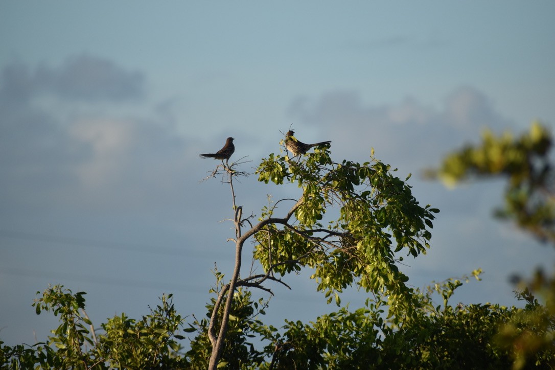 Sinsonte de Bahamas - ML282042581