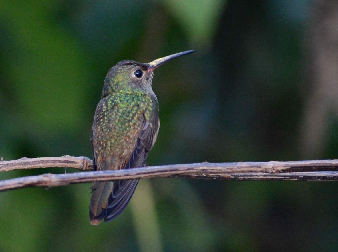 Buff-bellied Hummingbird - Robert Gundy