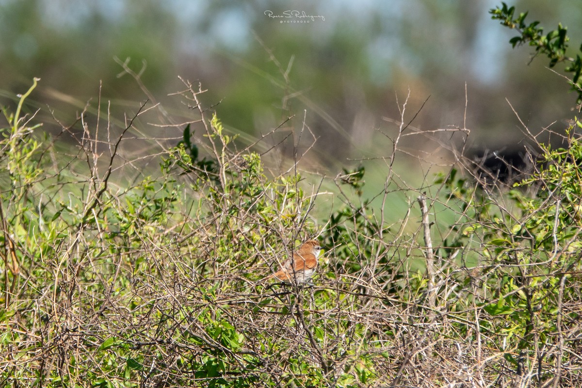 Yellow-chinned Spinetail - Rocío Rodríguez