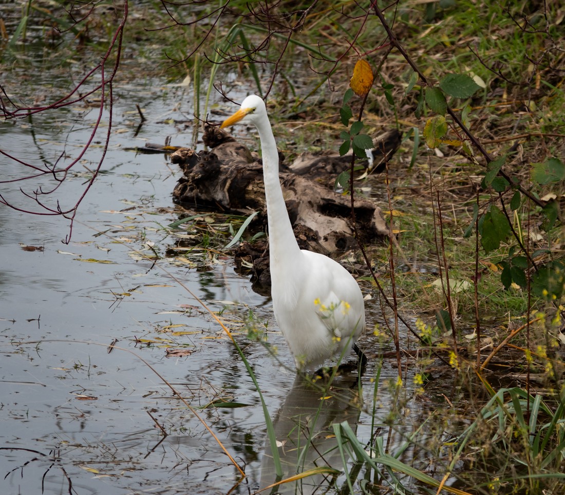 Great Egret - Monica Van der Vieren