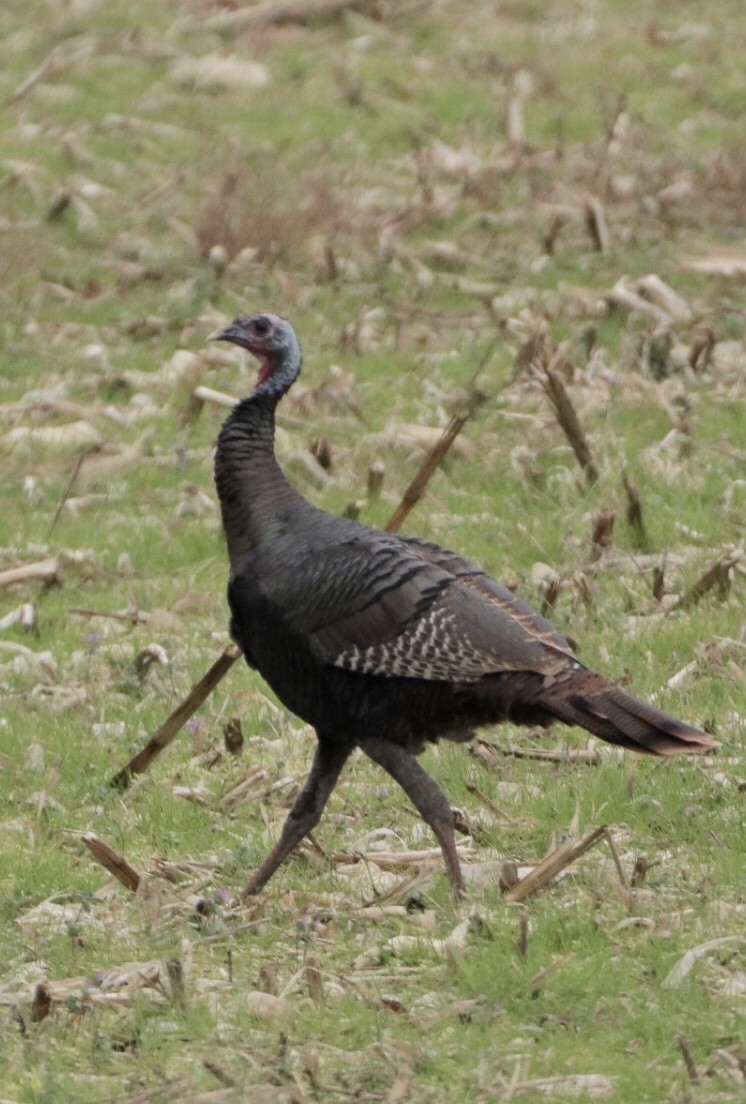 Wild Turkey - Cullen Brown