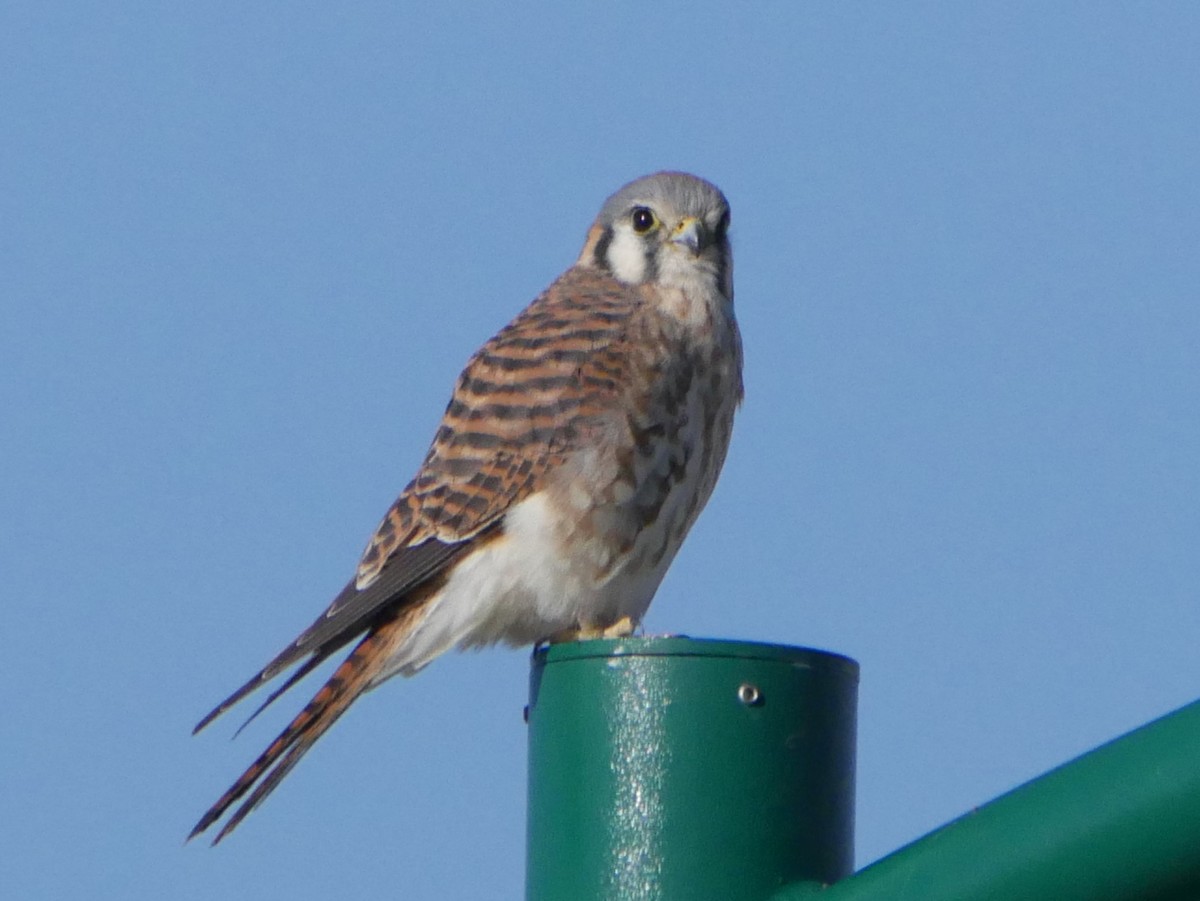 American Kestrel - ML282048311