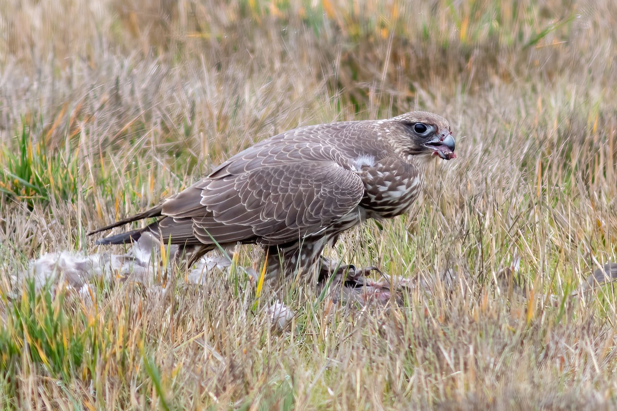 Gyrfalcon - ML282048541