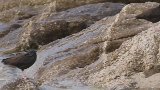 Black Oystercatcher - ML282048951