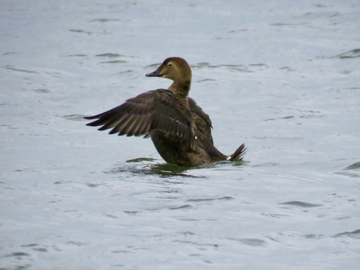 King Eider - ML282049981