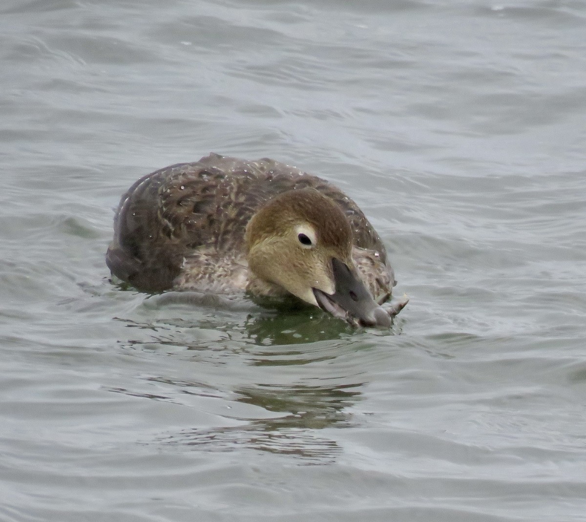 King Eider - ML282050031