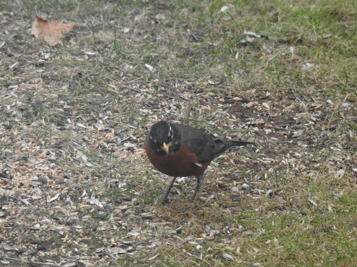 American Robin - ML282050571