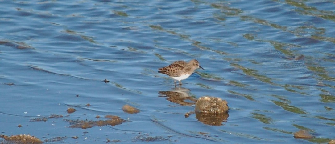 Least Sandpiper - ML28205101