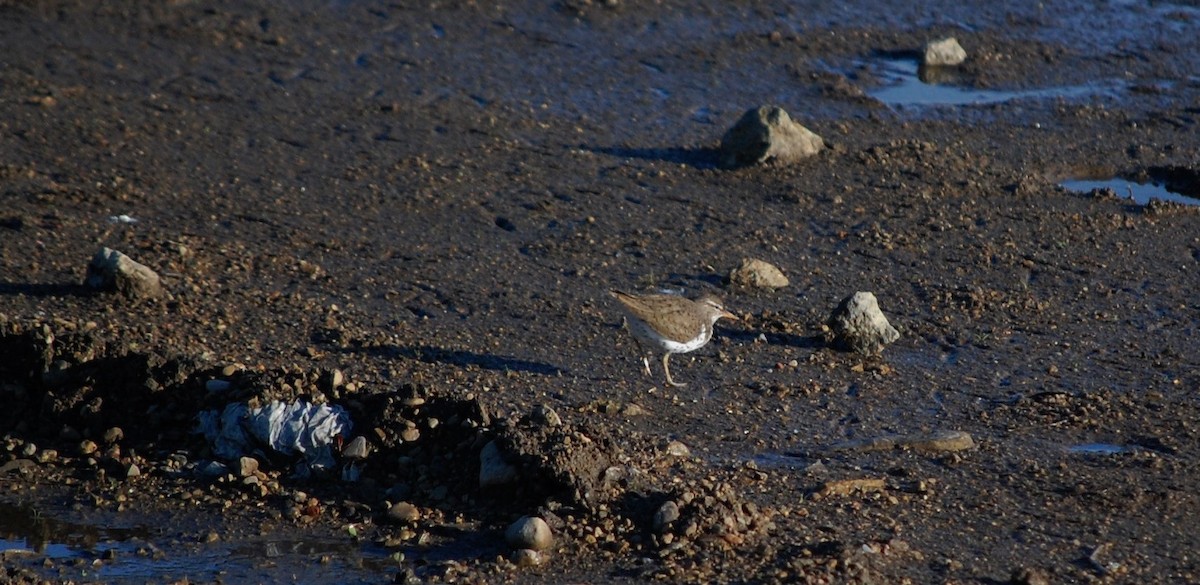 Spotted Sandpiper - ML28205111