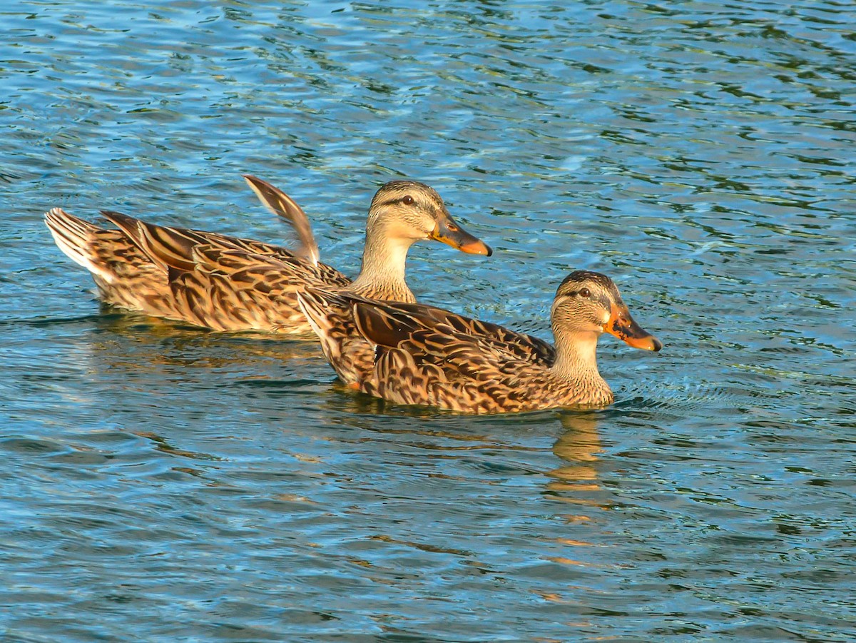 Mallard (Domestic type) - Peter Kemp