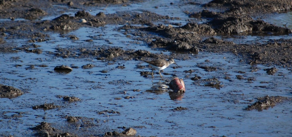 Solitary Sandpiper - ML28205141