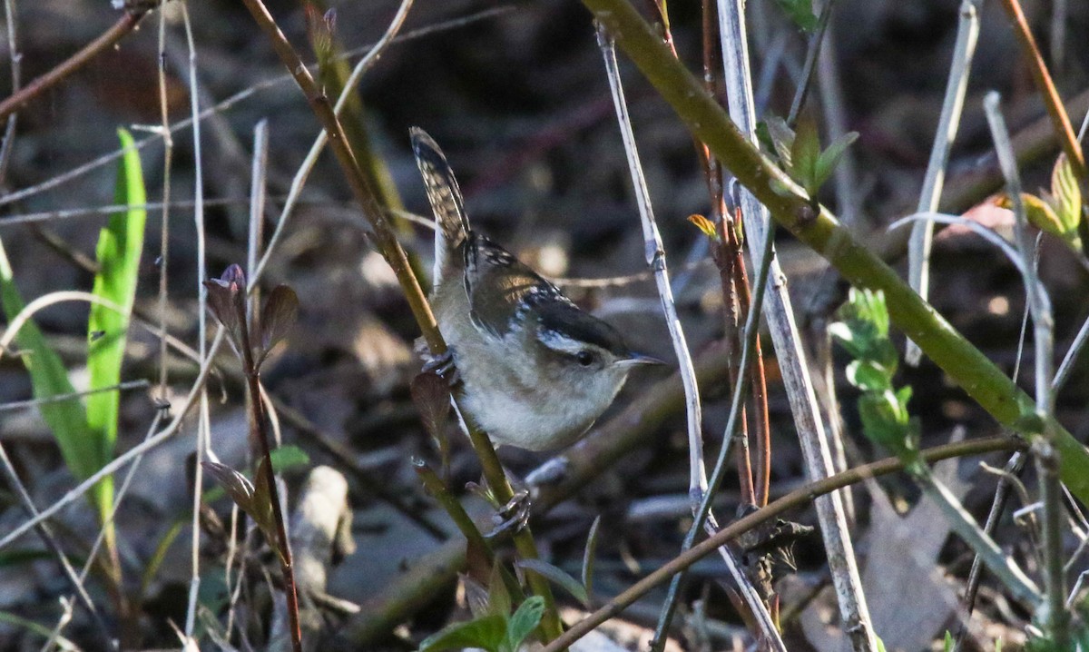 Marsh Wren - ML28205241