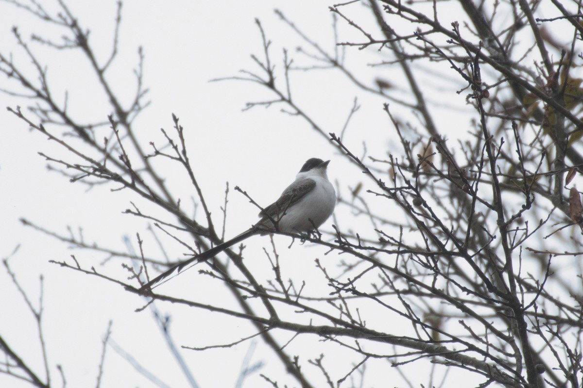 Fork-tailed Flycatcher - ML282054961