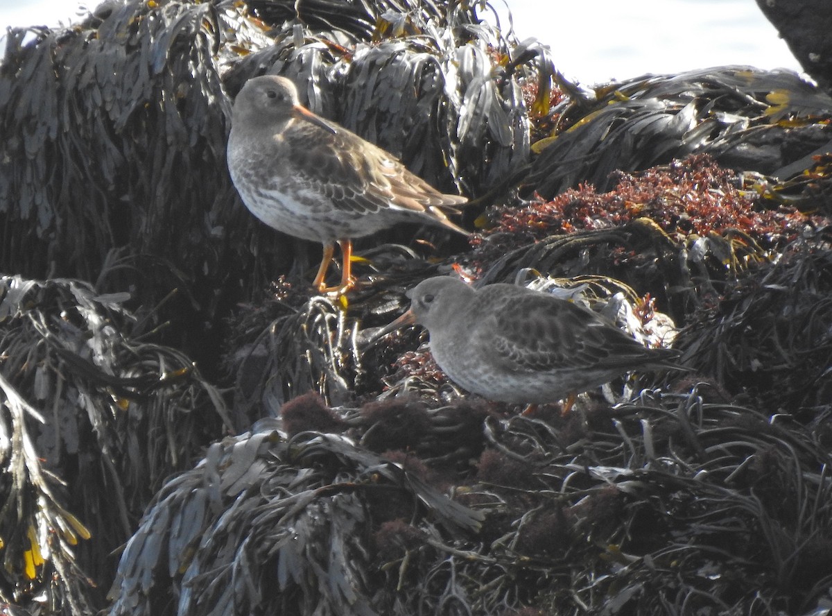 Purple Sandpiper - ML282055391