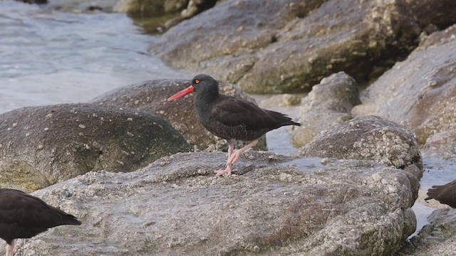 Black Oystercatcher - ML282059321