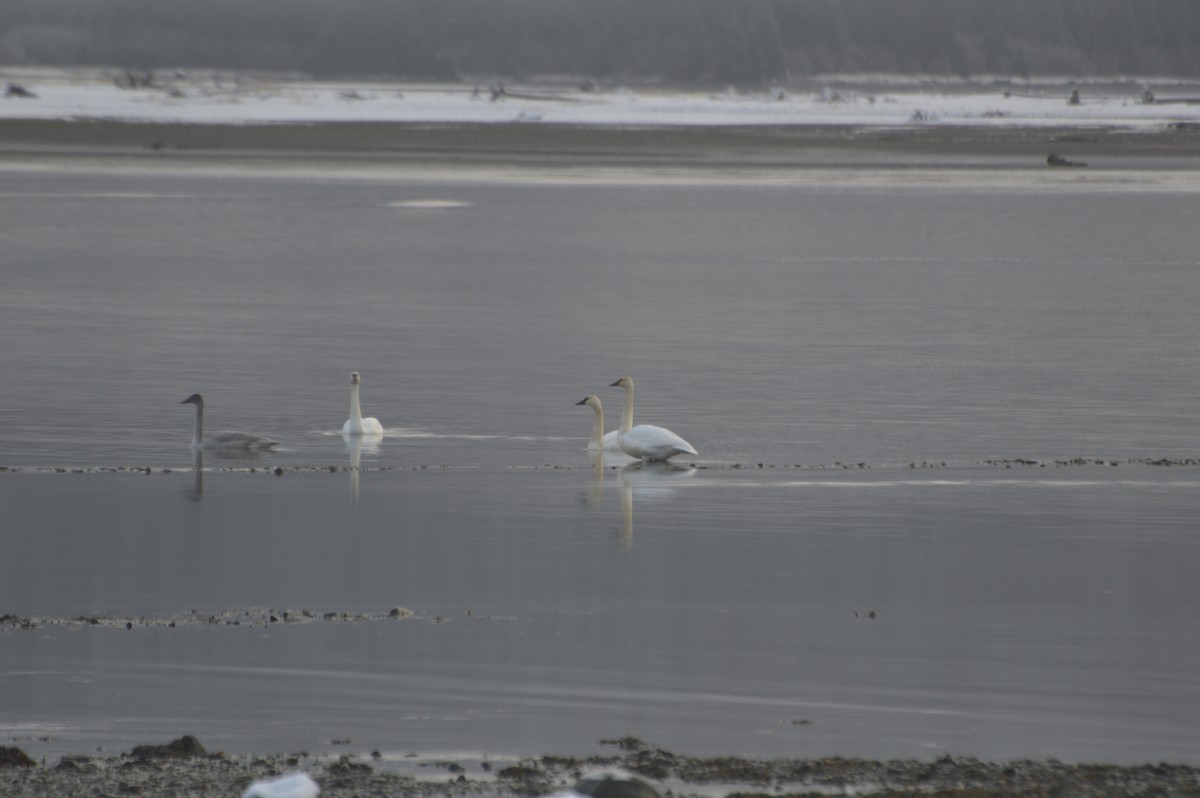 Trumpeter Swan - ML282060021