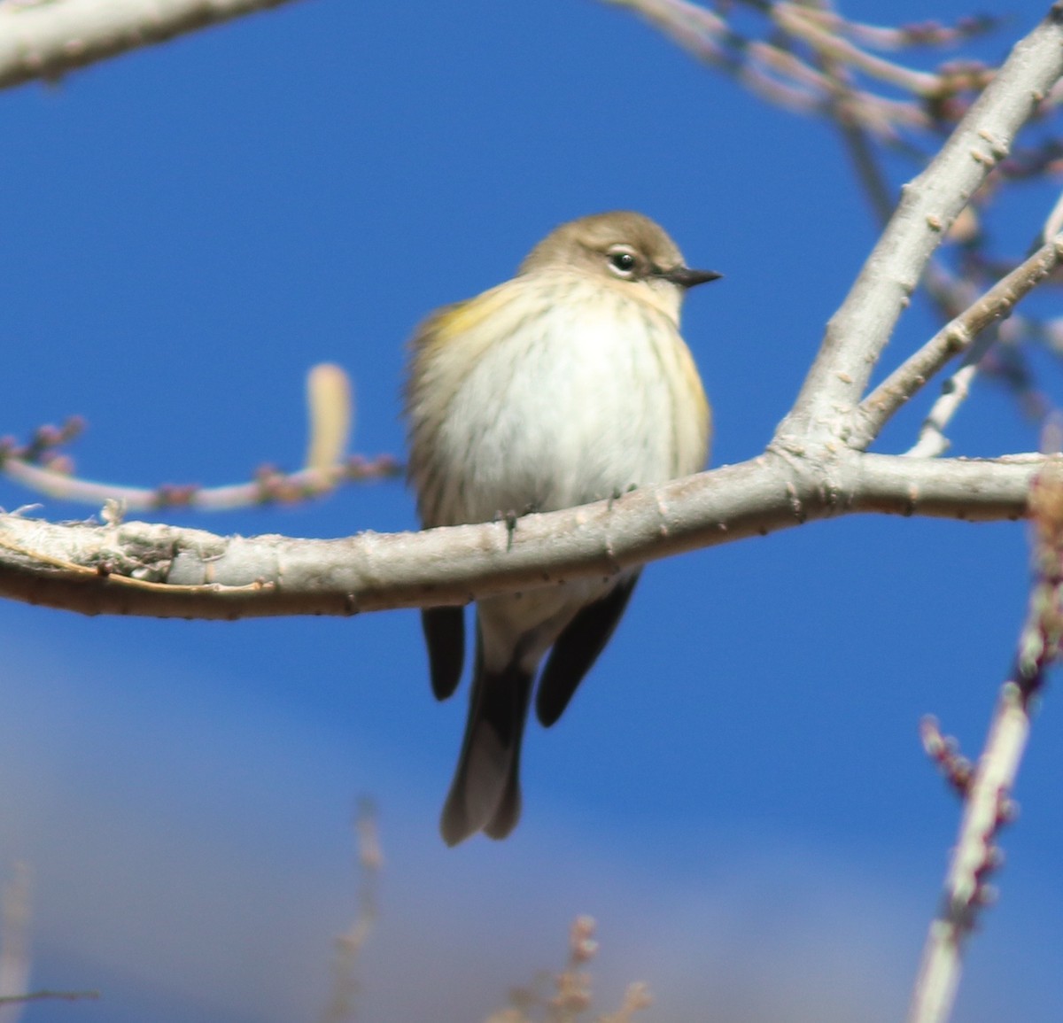 Yellow-rumped Warbler - ML282060221