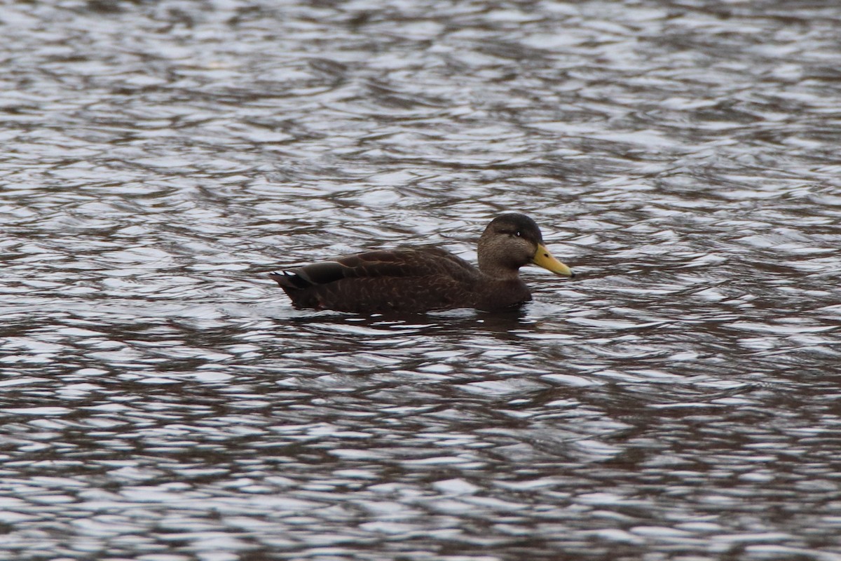 American Black Duck - ML282060241