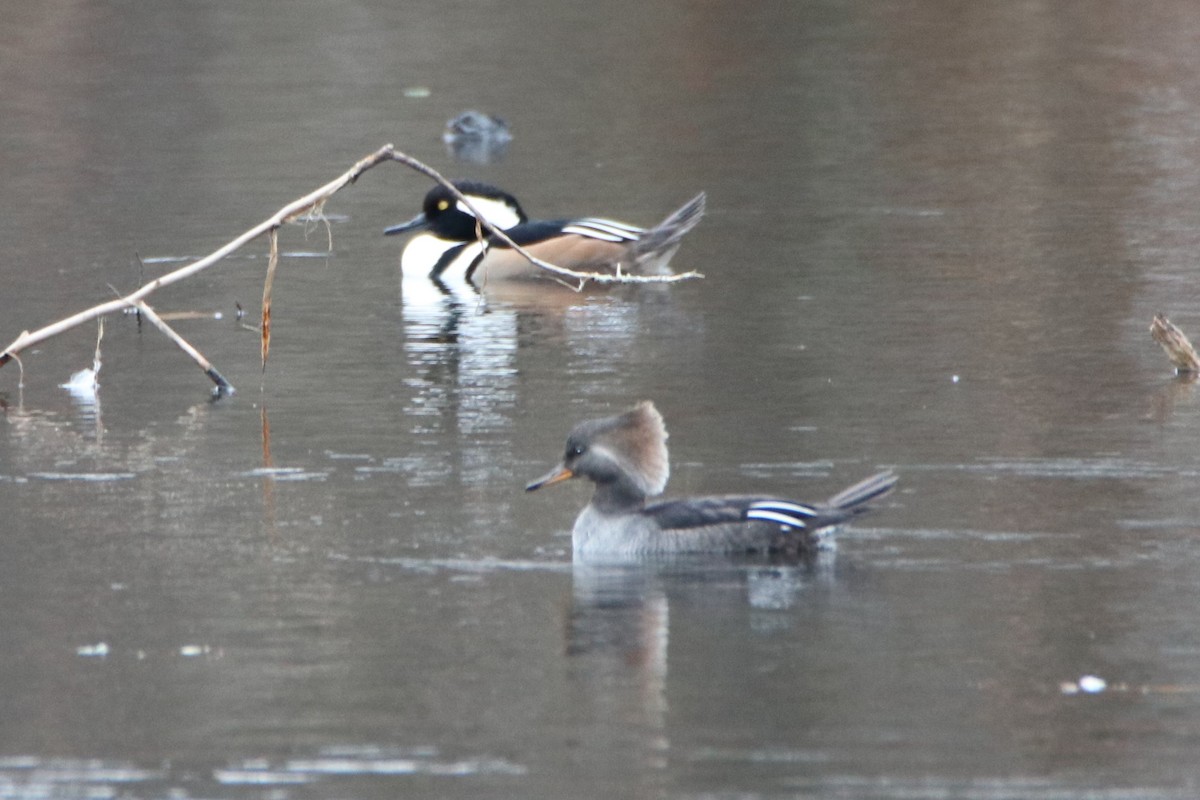 Hooded Merganser - ML282060291